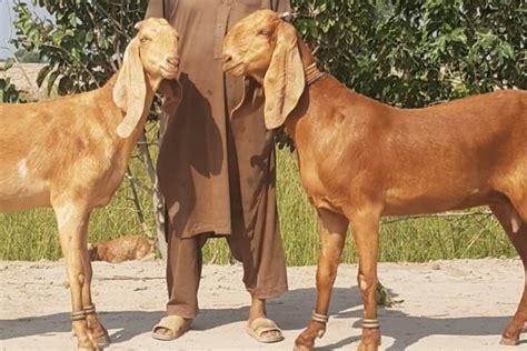 awesome pakistan goat breeds  pictures