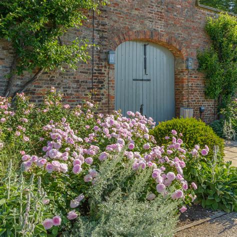 Olivia Rose Austin | English Shrub Rose | David Austin Roses