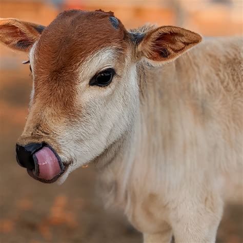 Mini Zebu Cows | Halbert Farm
