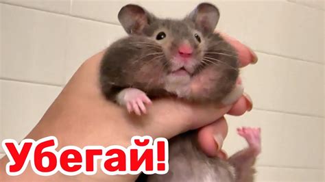 За тобой пришли еноты!🤦‍♀️ - YouTube