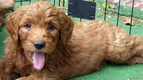 Golden Doodle Puppy Free Stock Photo - Public Domain Pictures