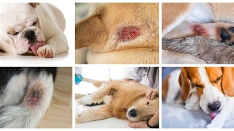 Dog Rash On Groin Home Remedies Online Sale | www.oceanproperty.co.th