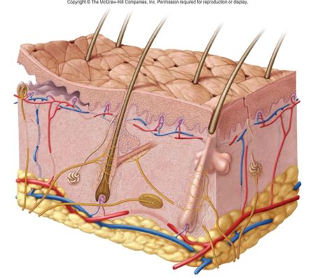 parts of the skin Diagram | Quizlet