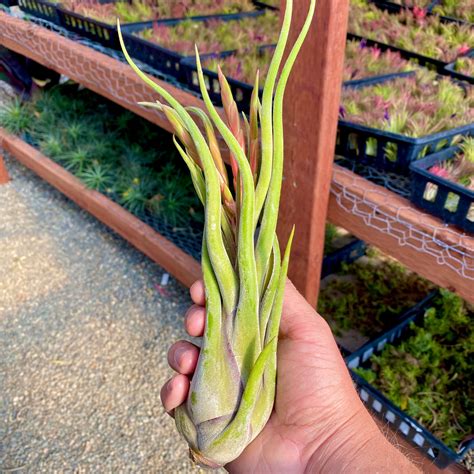 Caput Medusae | Air Plant Hub