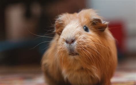 Why Is My Guinea Pig Squeaking And Other Sounds They Make - Animal ...