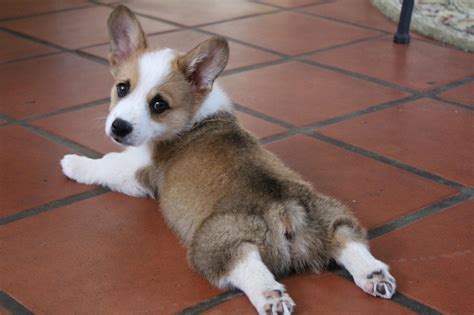 corgi puppy cute  photo  pixabay