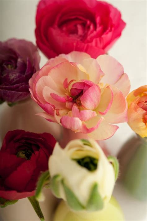 Ranunculus mix BOL 100_Stück