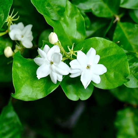 Arabian Jasmine Plant For Sale - Plant Ideas