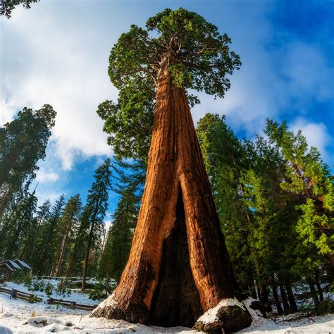 Arborele Sequoia – Sequoia