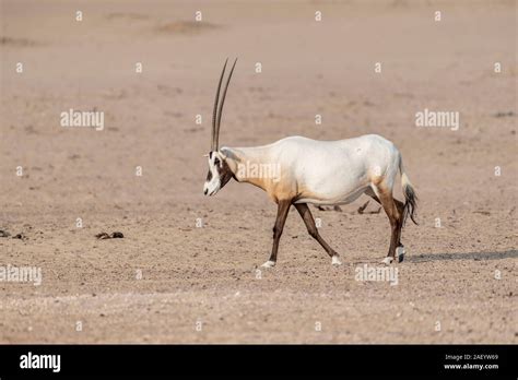 Arabian oryx qatar hi-res stock photography and images - Alamy