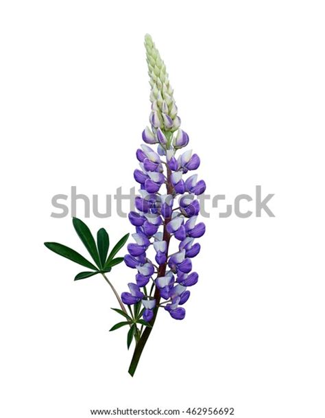 Purple Lupin Flower Isolated On White Stock Photo (Edit Now) 462956692