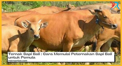ternak sapi bali  pemula mudah menguntungkan rekreartive