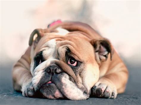 The Best Breeds of Dogs for Families Living in Small Spaces (& Which ...
