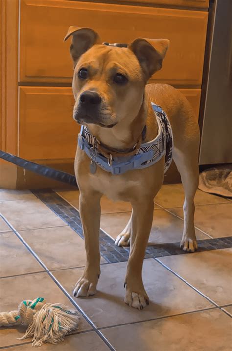 "Does no one know what a pit bull look like? 😭" : r/IDmydog