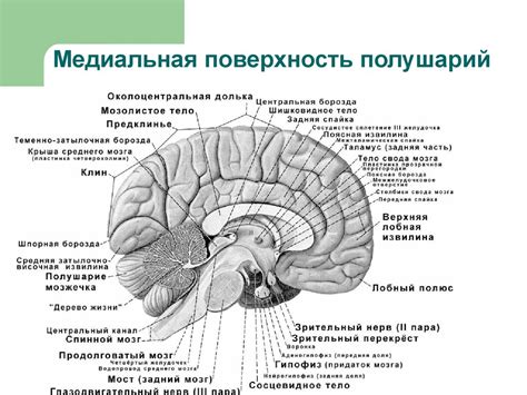 Конечный мозг. Анатомия - презентация онлайн
