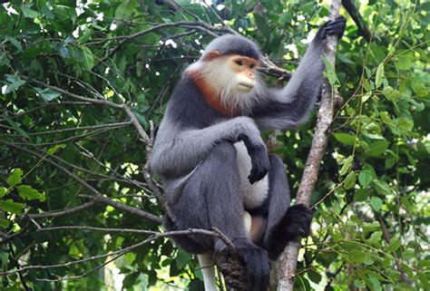 grey shanked douc langur endangered primate rescue center
