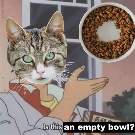 100 lustigste Katzenmeme aller Zeiten | Mindmaterie