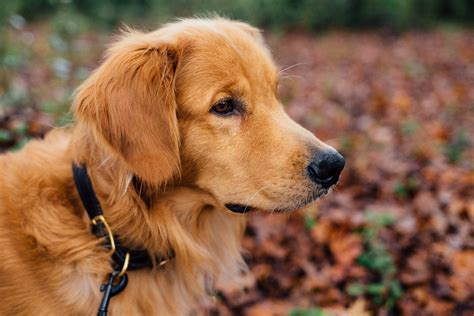 golden retriever alles uber die beliebte hunderasse tierheimhelden