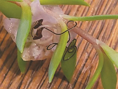 hair turns     worm news sports jobs  vindicator