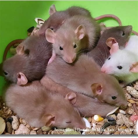 Купить крысу и всё для крыс в зоомагазине Mikki Rats