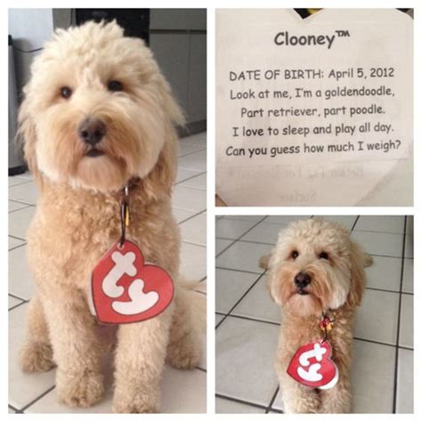ideas  diy dog costume home family style  art ideas