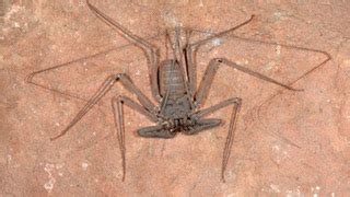 Whip Spider | Animals. Animals, Animals! Wiki | Fandom