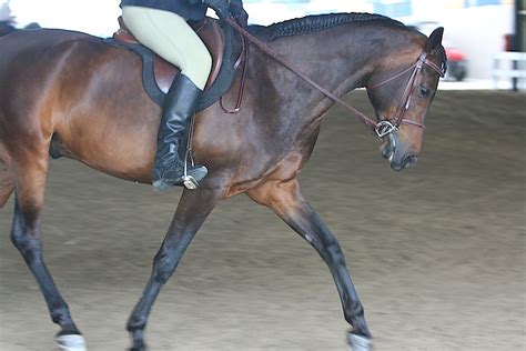 Morab Horse Breed Information, History, Diet, Videos, Pictures