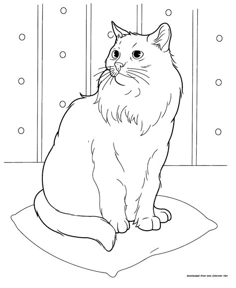 Кошка - Животные
