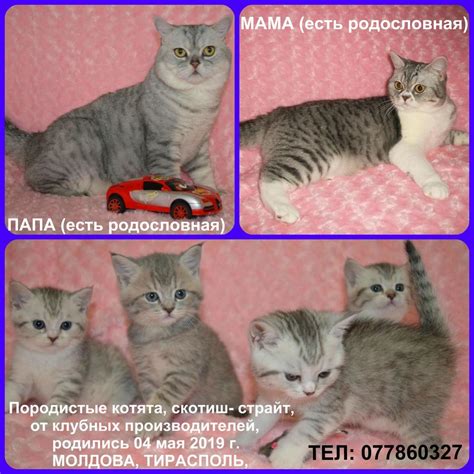 Описание породы кошек скоттиш-страйт: внешность и характер шотландской ...