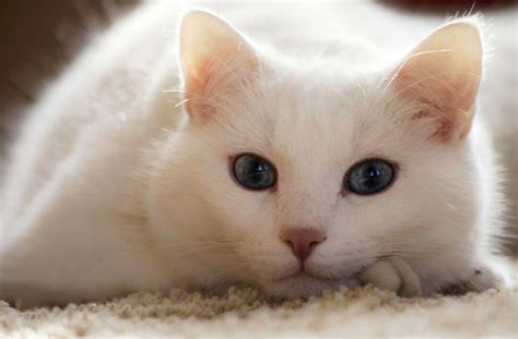 Finally a FIP treatment opportunity in the EU! – FVE – Federation of ...