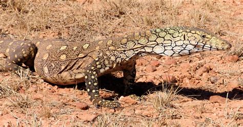 How the Perentie and Goanna got their Colours – Ausemade