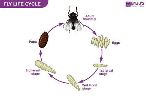 Fruit Fly Life Cycle