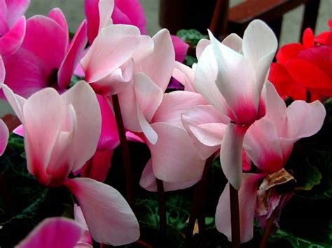 Цикламен - Cyclamen: фото, условия выращивания, уход и размножение ...