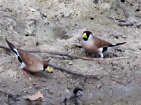 Masked Finch
