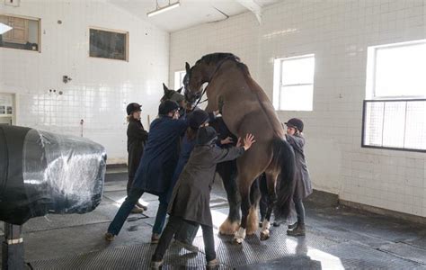 Big Star and other elite stallions: behind the scenes at Stallion AI ...