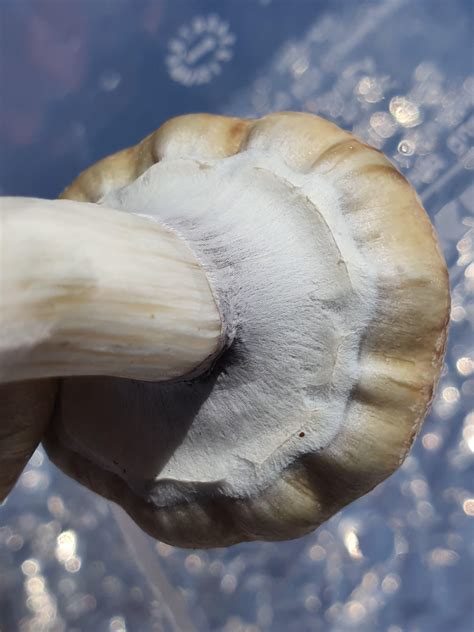 Some porn for you : r/shrooms