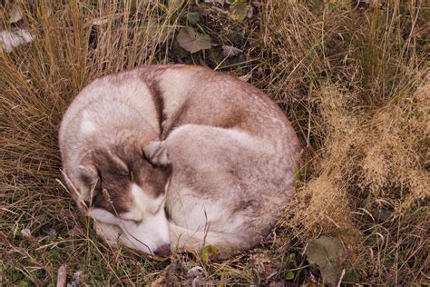 Dog Sleeping Stock Photos, Images and Backgrounds for Free Download