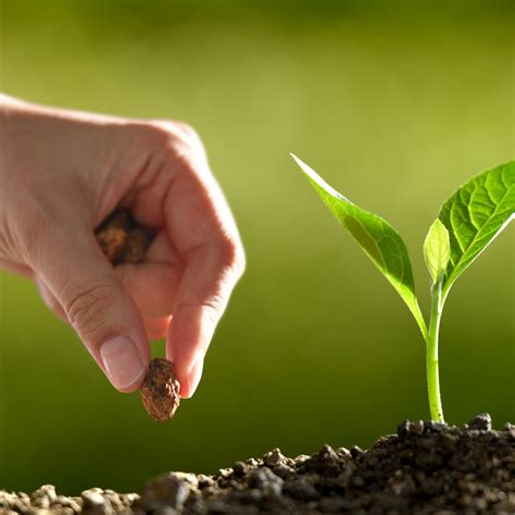 seed stonepath greenhouses  landscaping