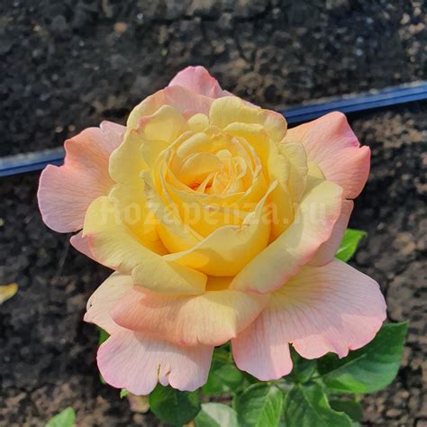 Роза Глория Дей (Gloria Dei) от 250 рублей
