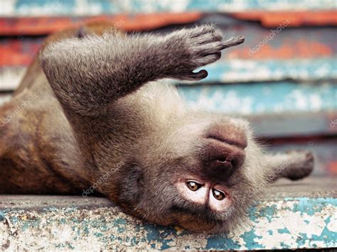 Macaco Dando O Dedo