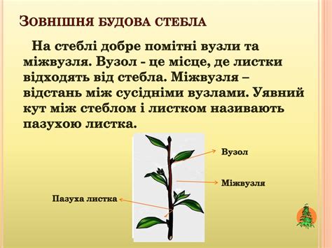 Пагін і його будова - презентация онлайн