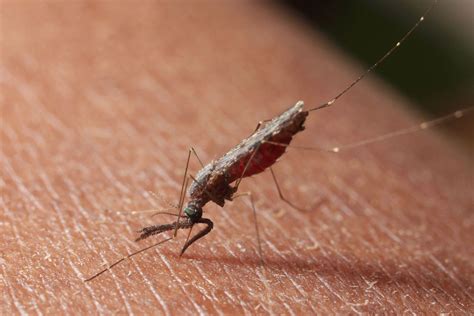 bagaimana siklus hidup nyamuk anopheles penyebab malaria