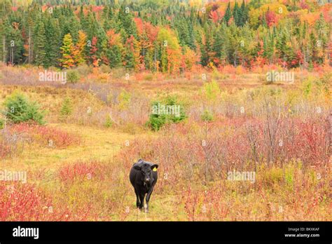 A cow and fall foliage in Vermont's Northeast Kingdom. Cabot, VT Stock ...