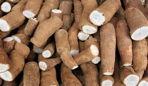 நல்ல பாக்டீரியாக்களை வளர்க்கும்... உடலுக்கு ஆற்றலை அளிக்கும் ...