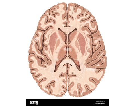 transverse structures  brain quiz
