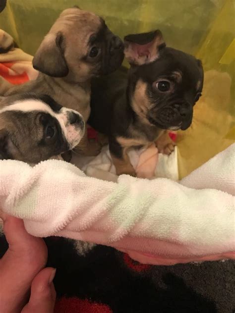 pug  french bulldog pups  glynneath neath port talbot gumtree