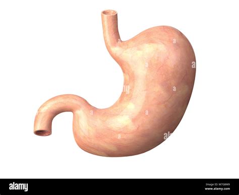human stomach isolated  white background anatomy  illustration