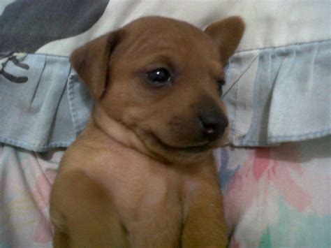 zillday memories: anjing kecil ku