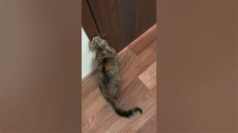 звуки кошек/ мяуканье кошки/ милые котики 2022 - YouTube