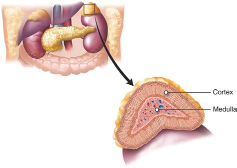 Understanding GLP-1 Medication Side Effects: Insights from Dignity ...
